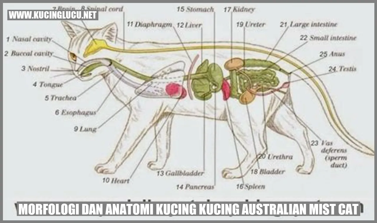 Morfologi dan Anatomi Kucing Kucing Australian Mist Cat