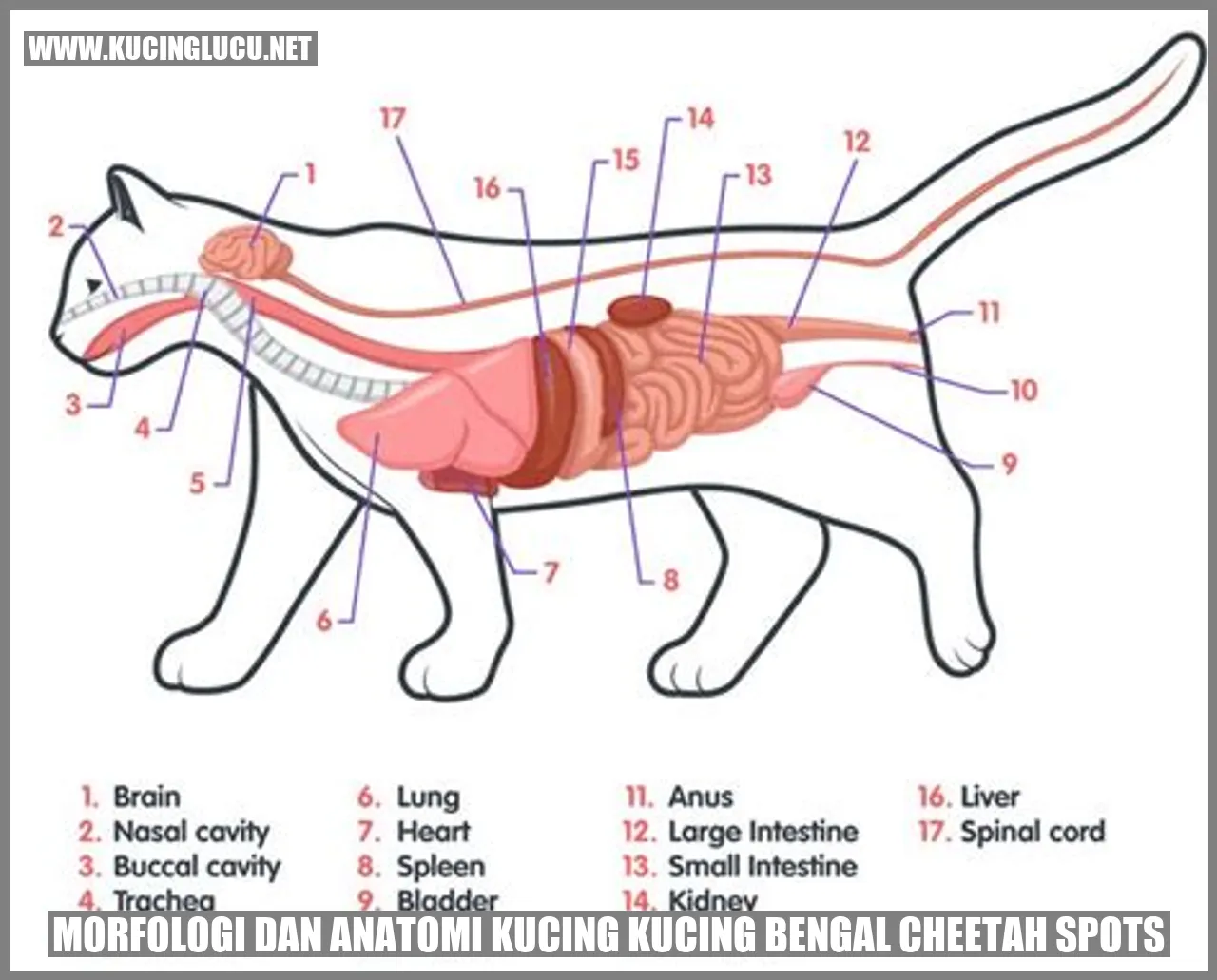 Morfologi dan Anatomi Kucing Bengal Cheetah Spots