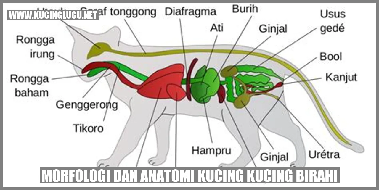 gambar kucing birahi