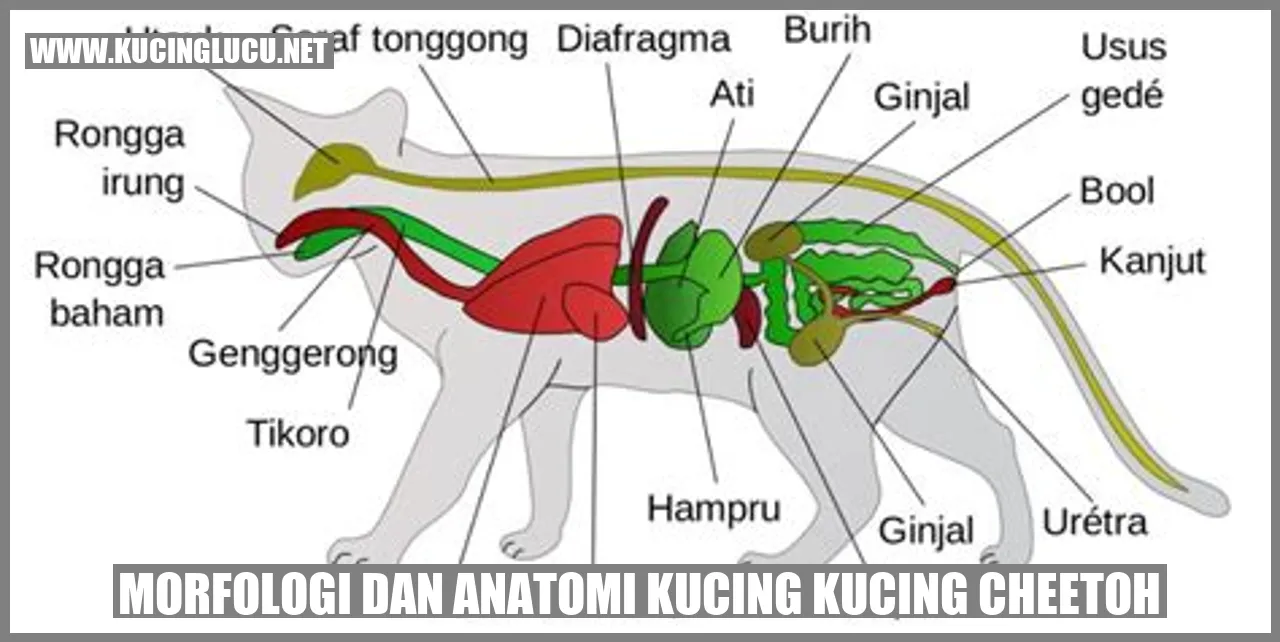 Morfologi dan Anatomi Kucing Cheetoh