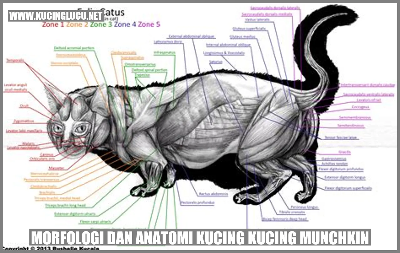 Kucing Munchkin