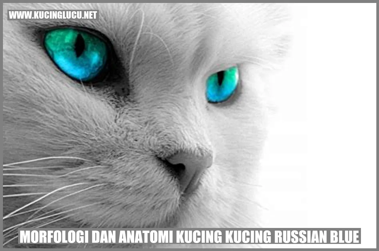 Gambar Kucing Russian Blue
