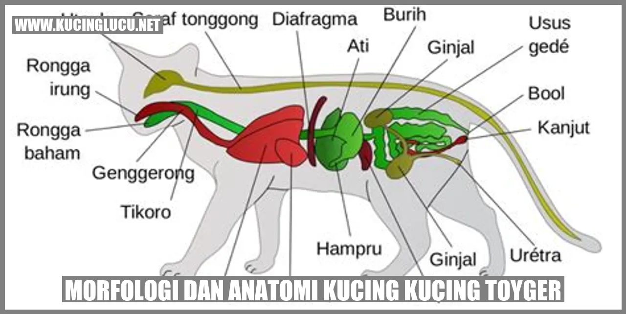 Kucing Toyger