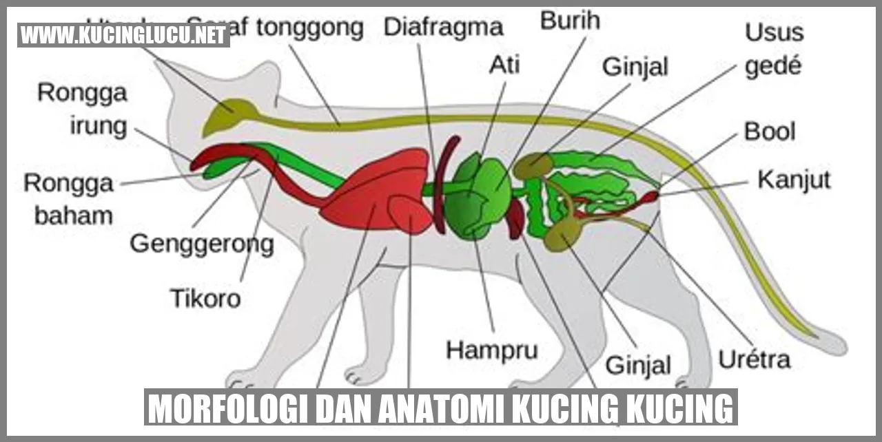 Gambar Kucing