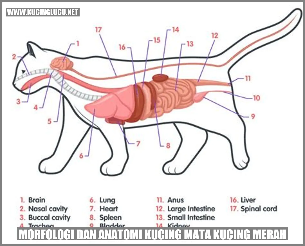 Gambar kucing merah