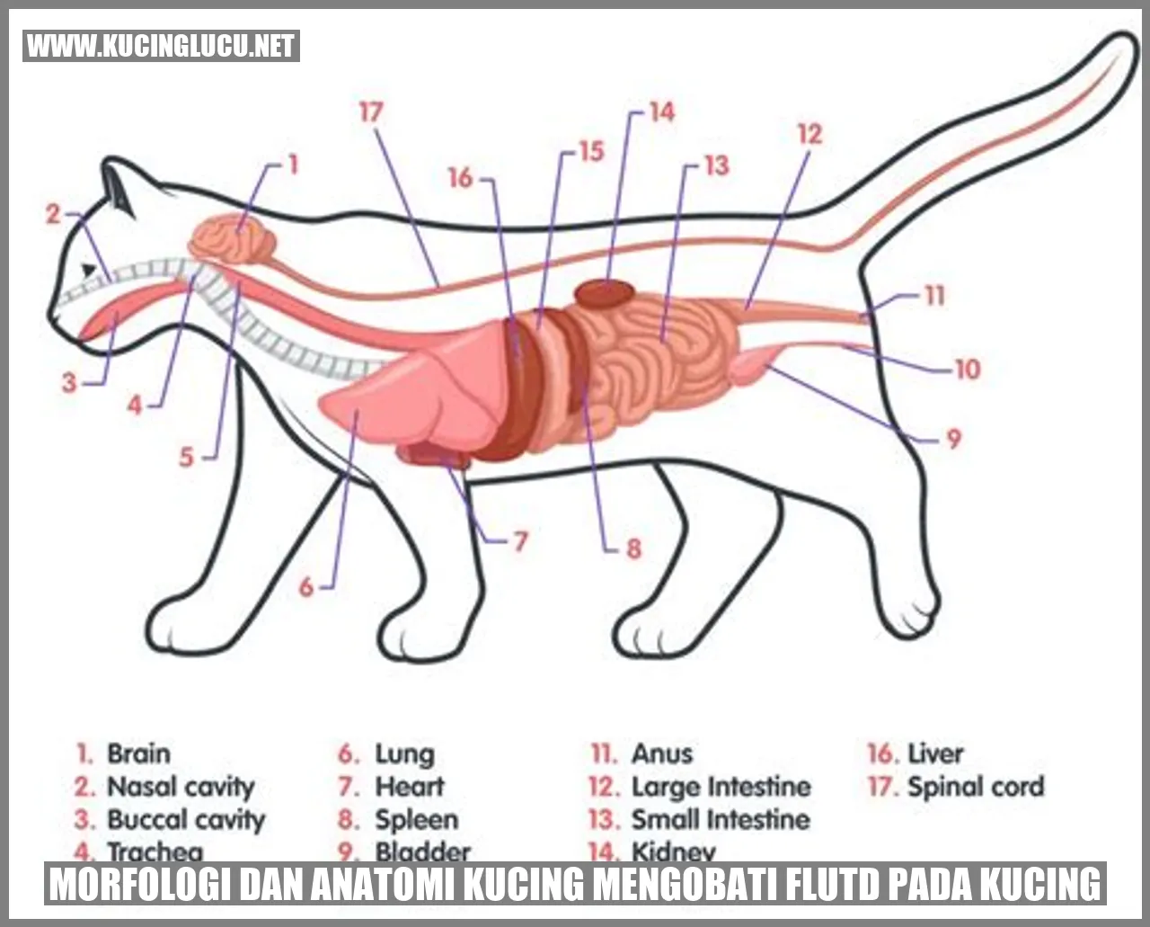 gambar kucing
