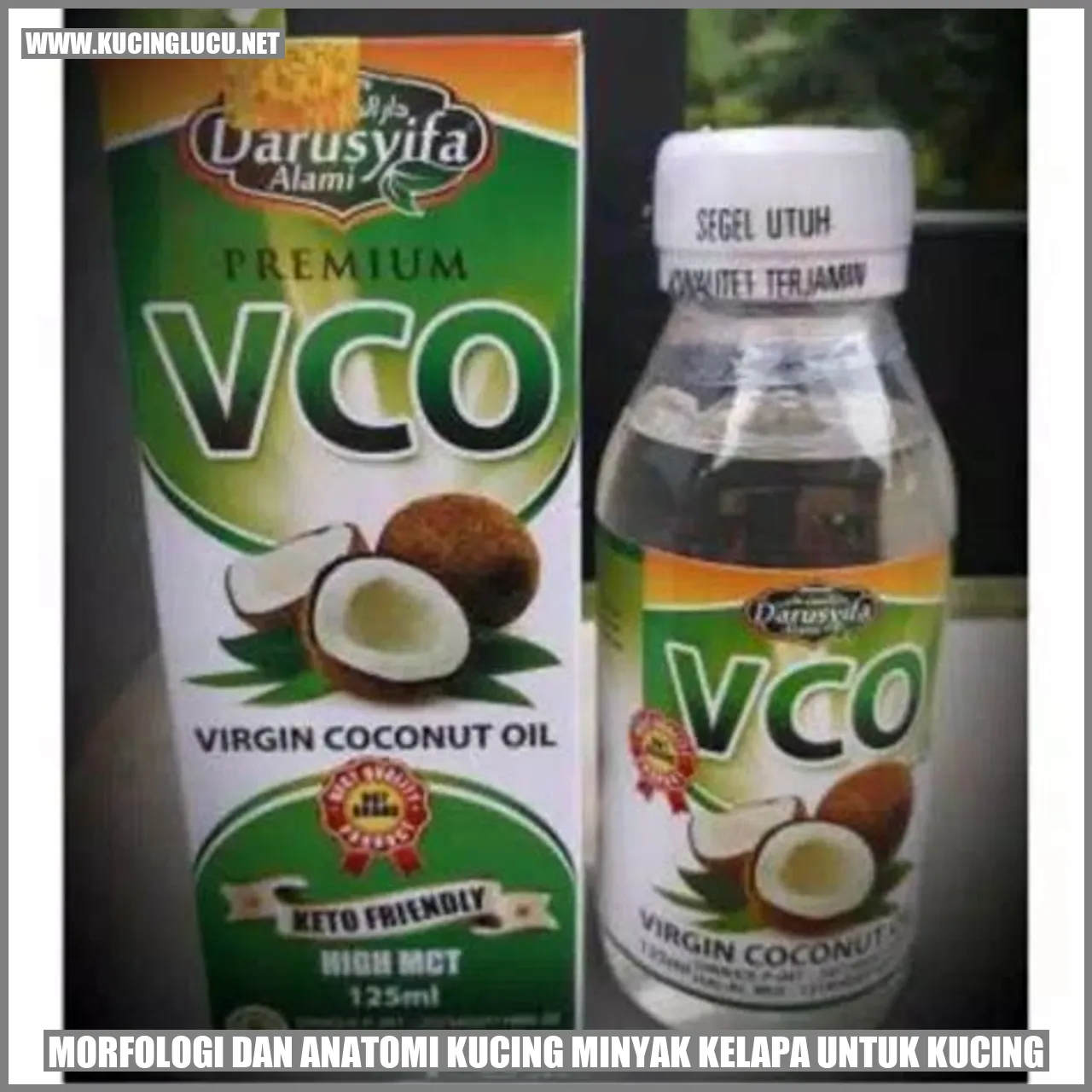 Gambar kucing minyak kelapa