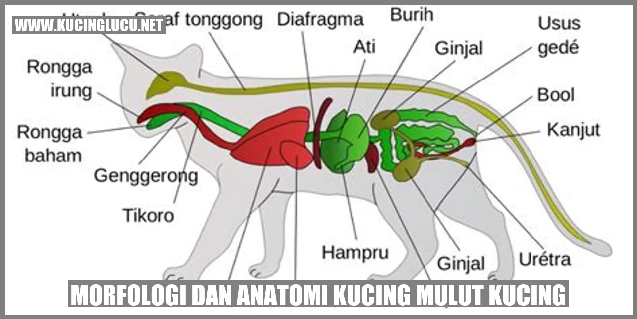 Gambar Morfologi dan Anatomi Kucing Mulut Kucing