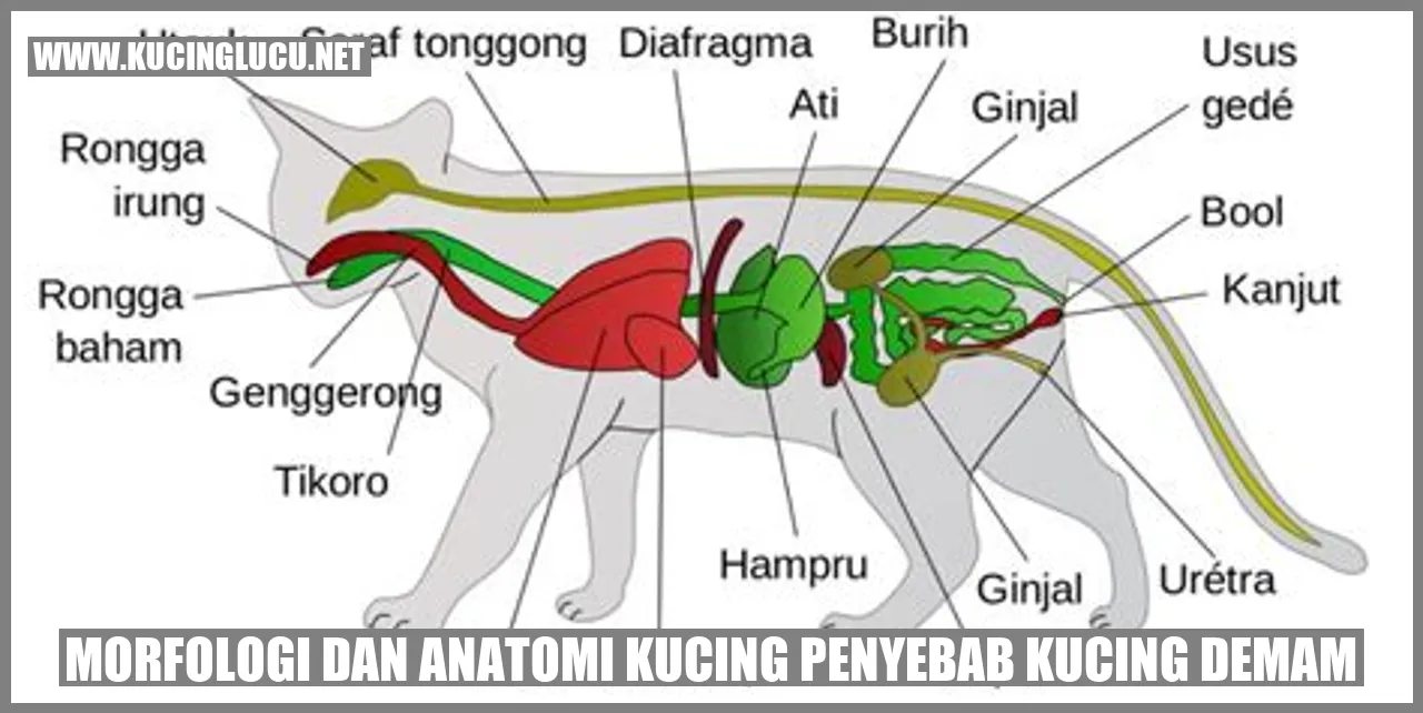 Morfologi dan Anatomi Kucing penyebab kucing demam