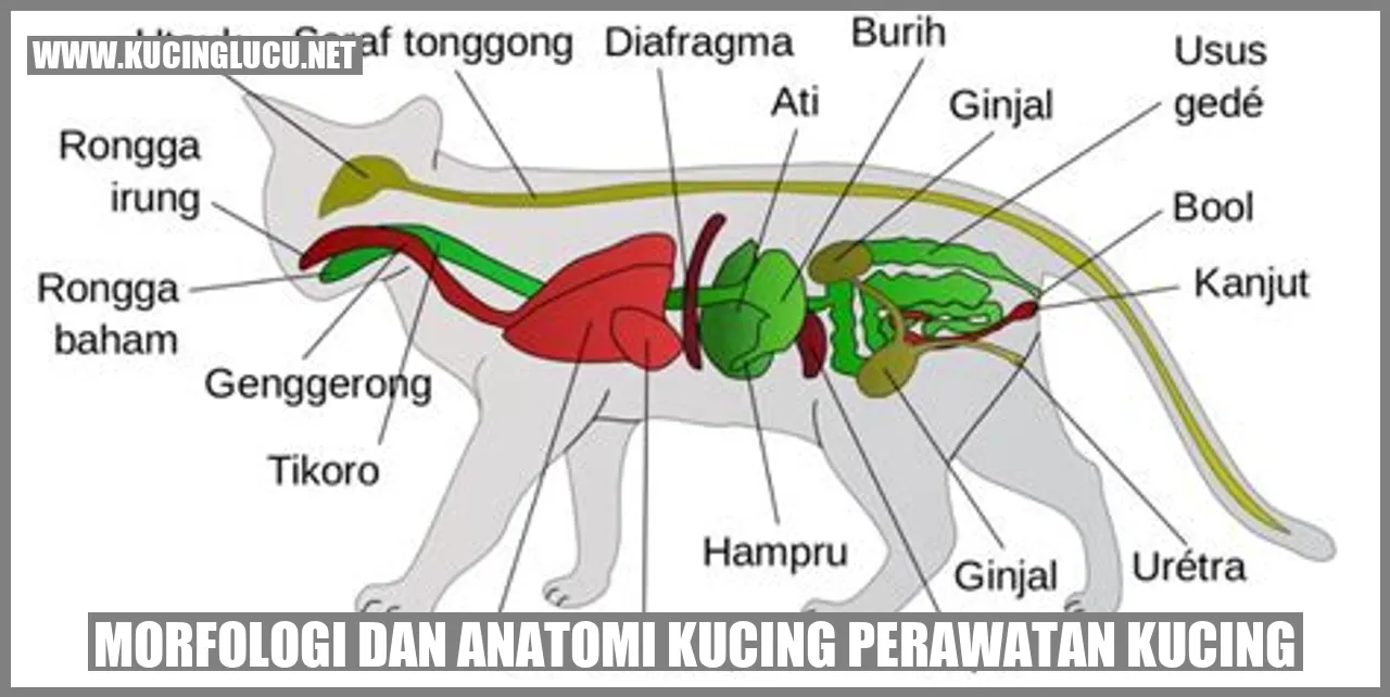 Foto Morfologi dan Anatomi Kucing