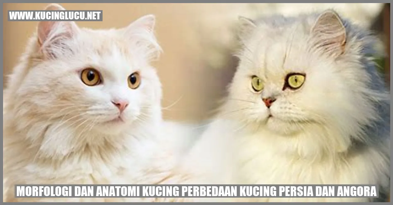 Perbedaan kucing persia dan angora