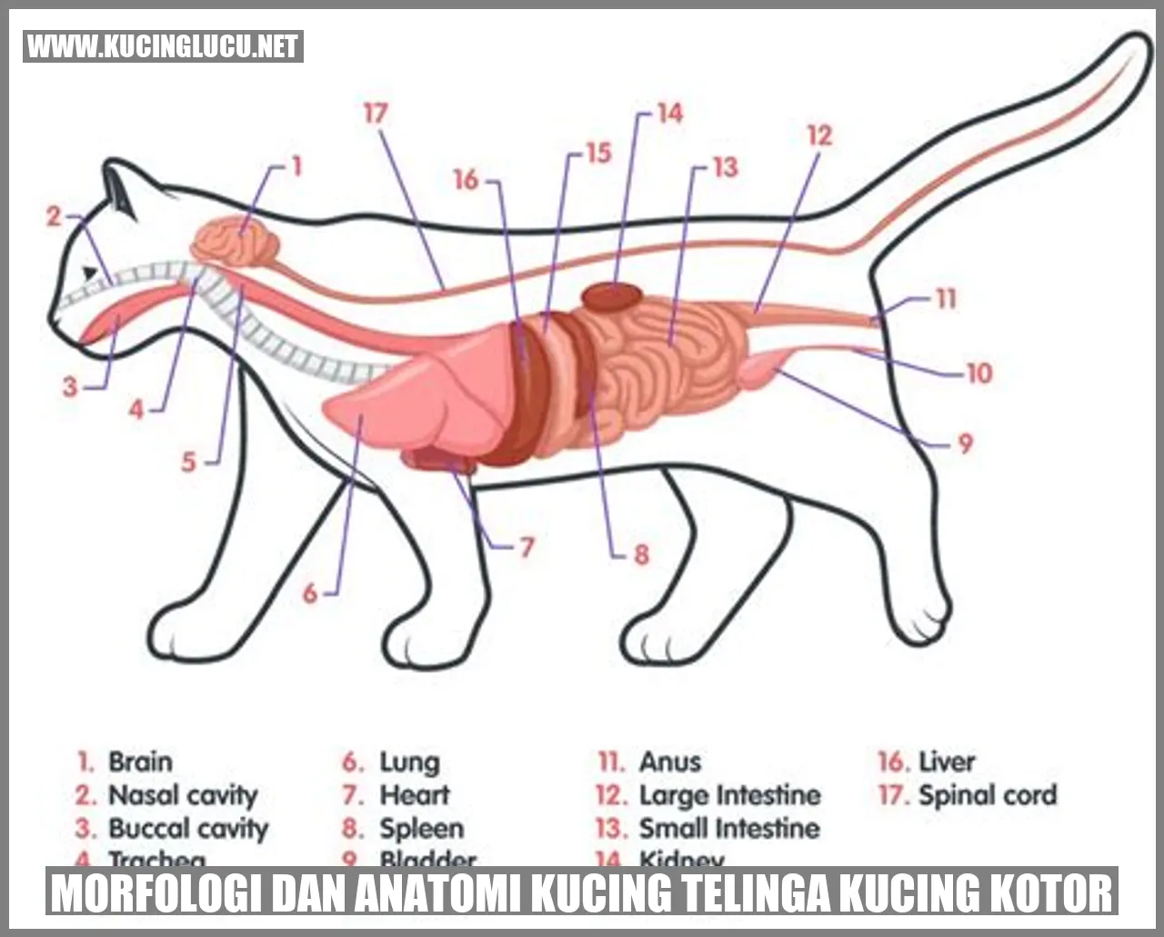 Gambar Telinga Kucing
