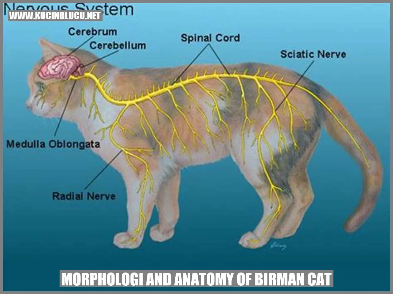Kucing Birman