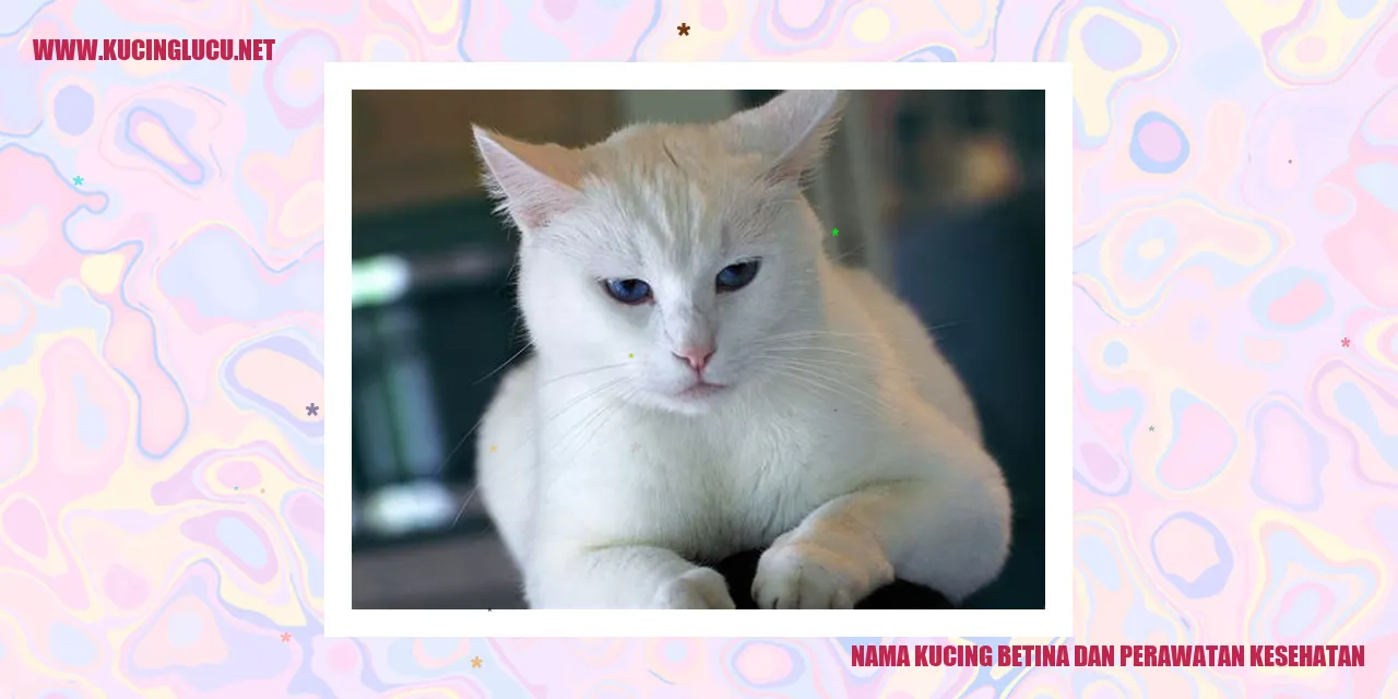 gambar lucu kucing