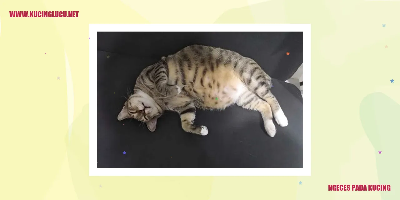 kucing ngeces