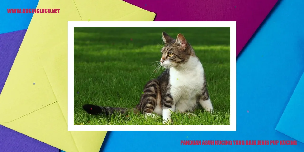 Jenis Makanan Kucing Kecil