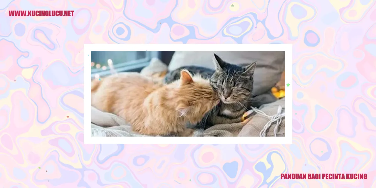 Panduan Bagi Pecinta Kucing