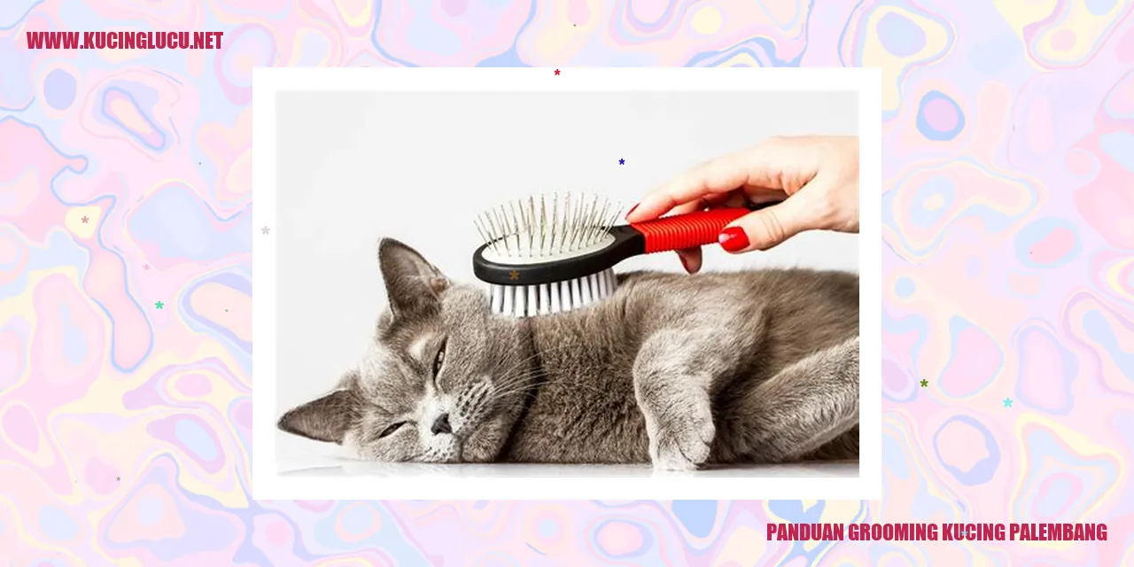 gambar lucu kucing
