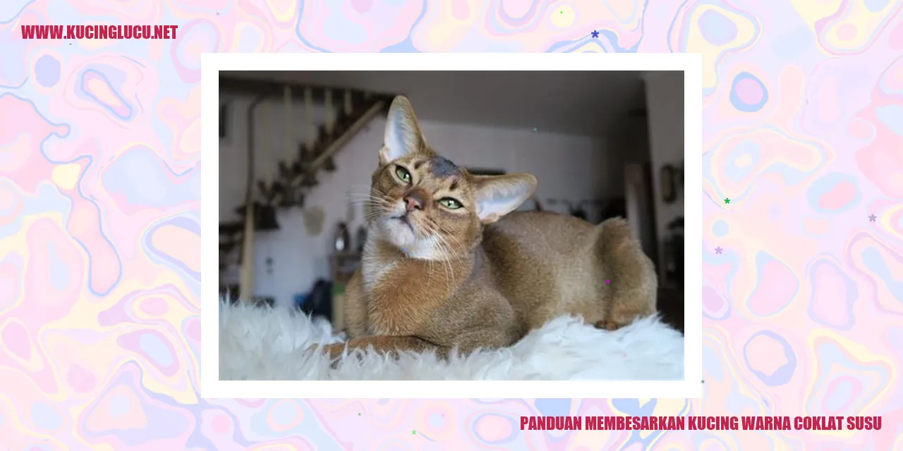 kucing warna coklat susu