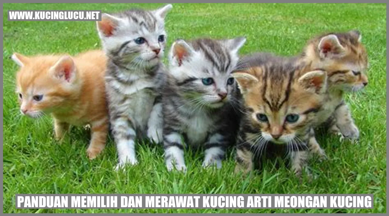 Ilustrasi Kucing Meong