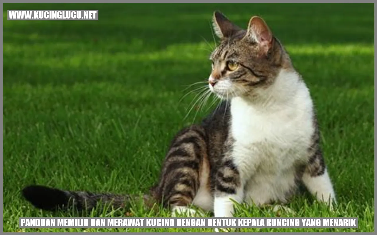 Kucing Kepala Runcing