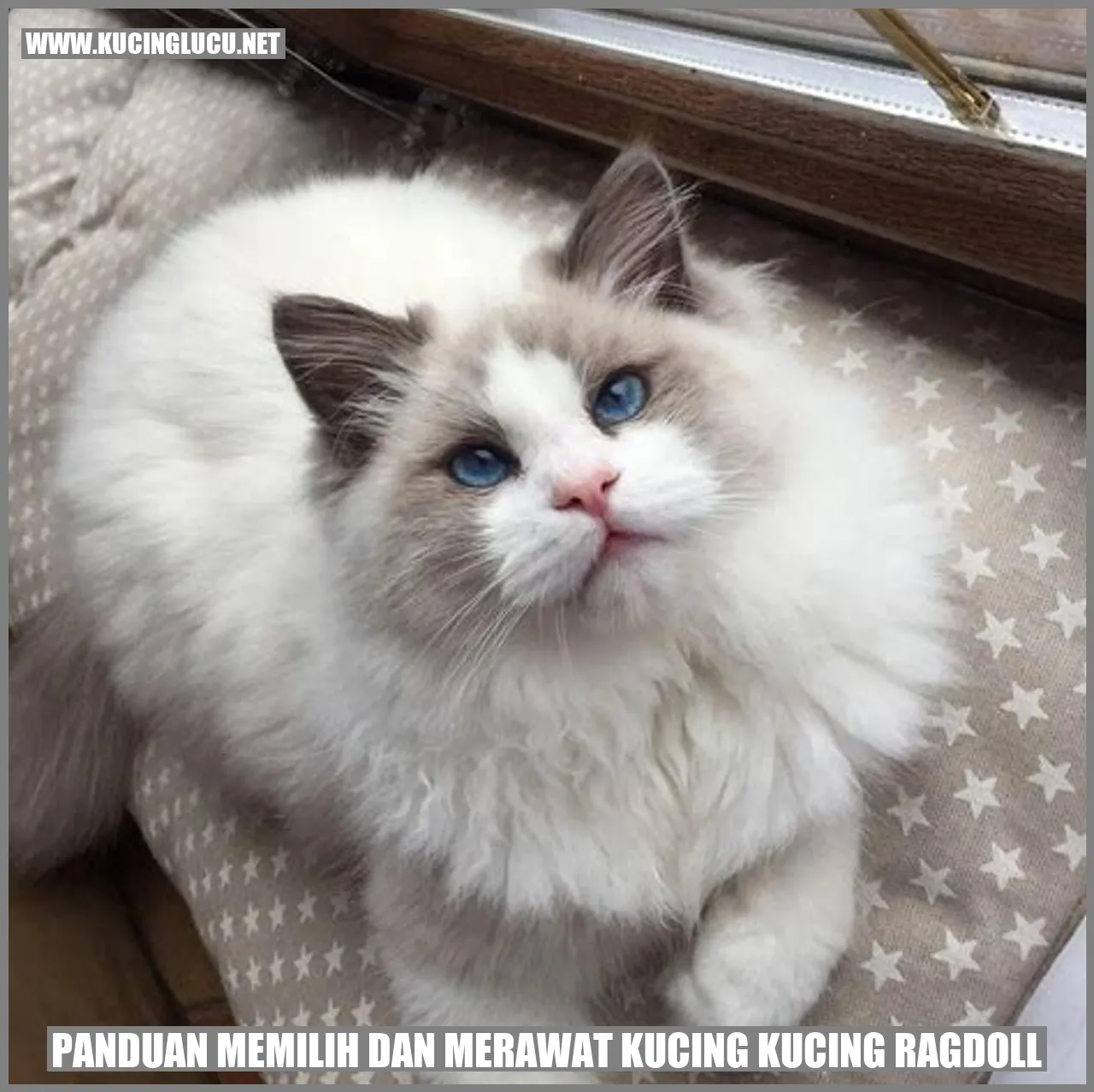 Kucing Ragdoll