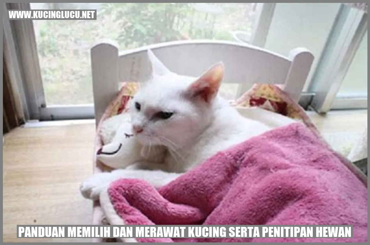 Kucing yang Lucu