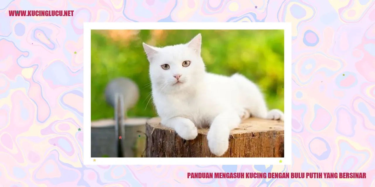 Gambar Kucing dengan Bulu Putih yang Menawan