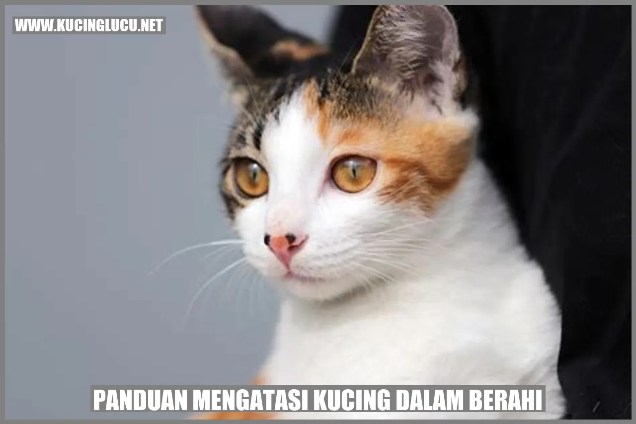 Gambar Kucing dalam Berahi