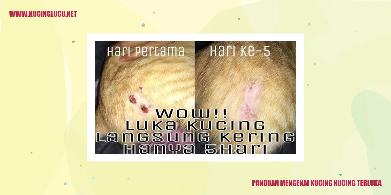 Ilustrasi kucing terluka