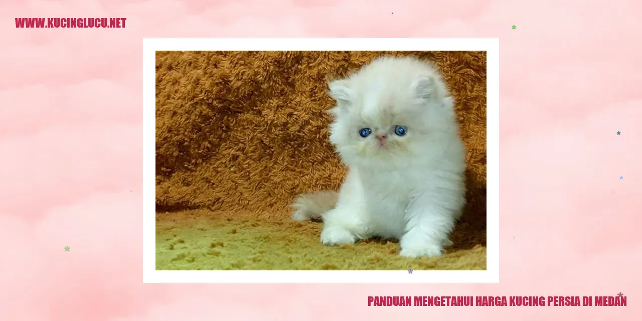 Gambar kucing persia