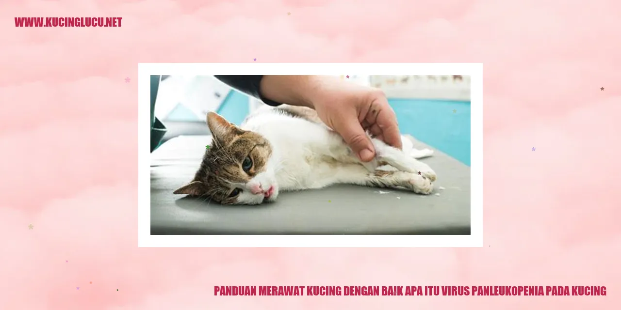 Gambar kucing yang sehat dan bahagia