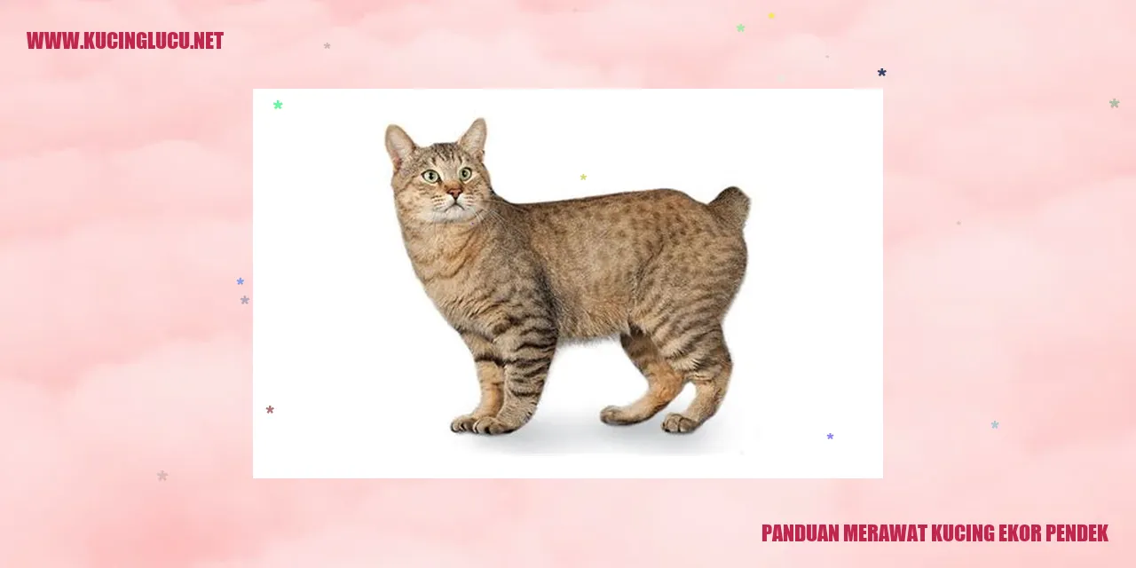 Gambar Kucing Ekor Pendek