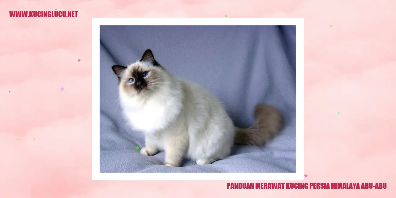 Kucing Persia Himalaya Abu-abu