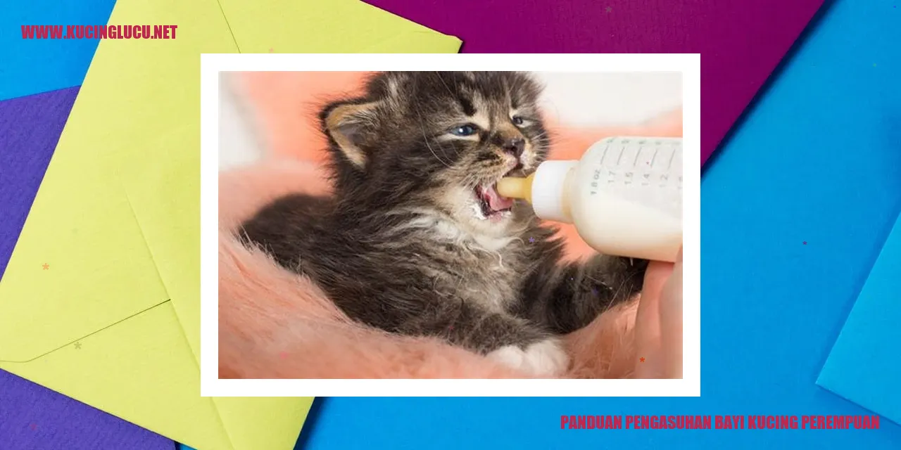 Gambar Bayi Kucing Perempuan