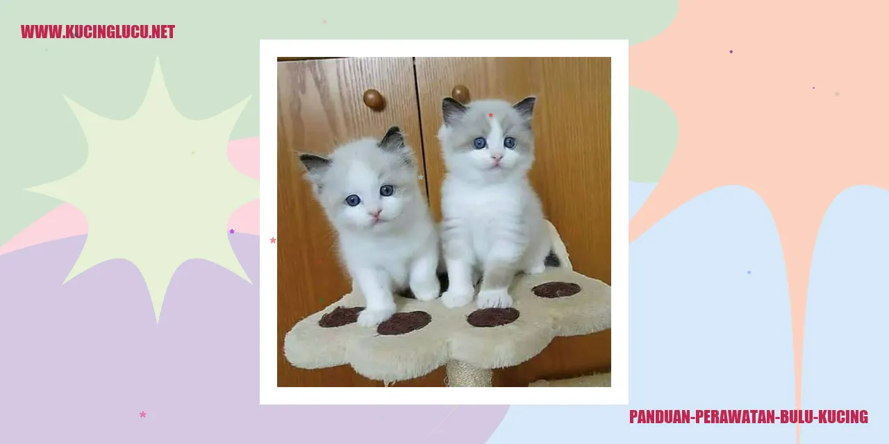 Gambar Kucing