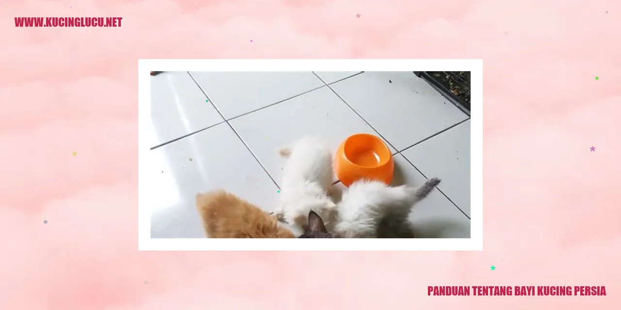 bayi kucing Persia