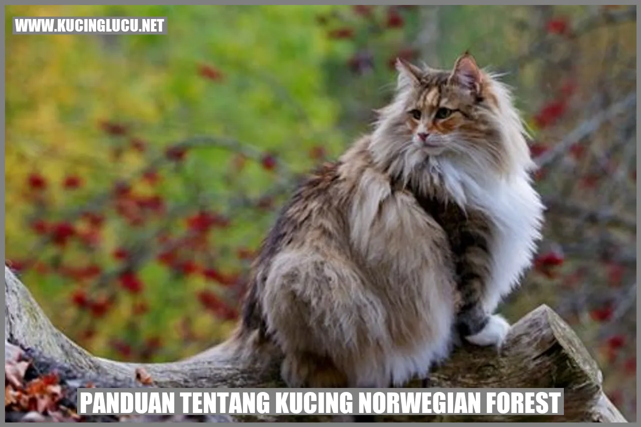 Gambar Kucing Norwegian Forest yang menggemaskan