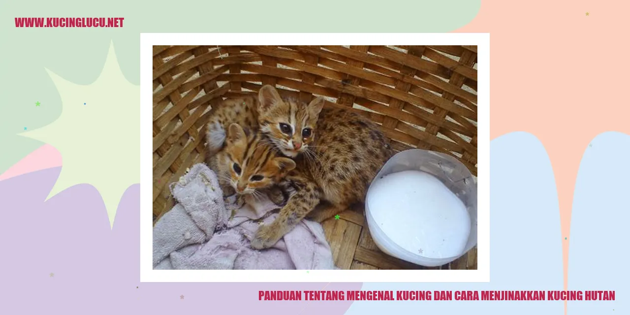 Panduan tentang Mengenal Kucing cara Menjinakkan kucing hutan