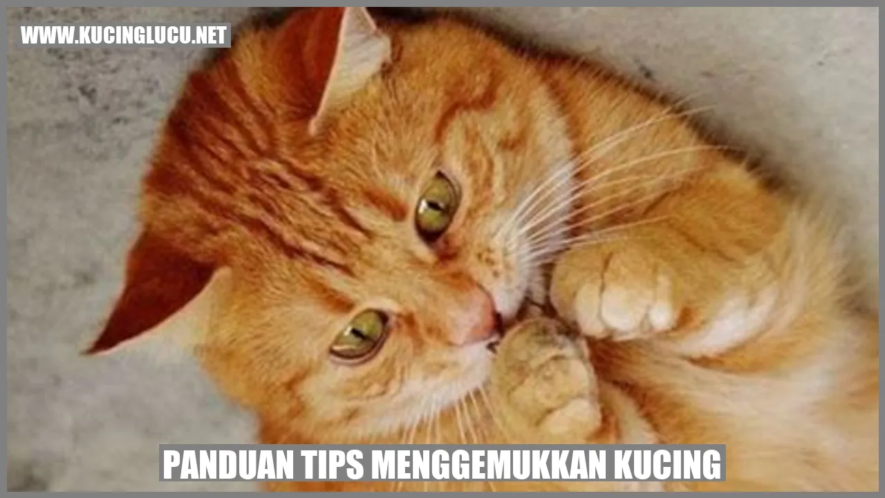 Panduan tips menggemukkan kucing