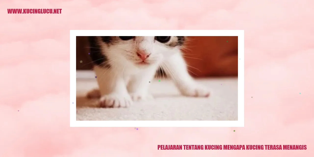 Gambar Kucing