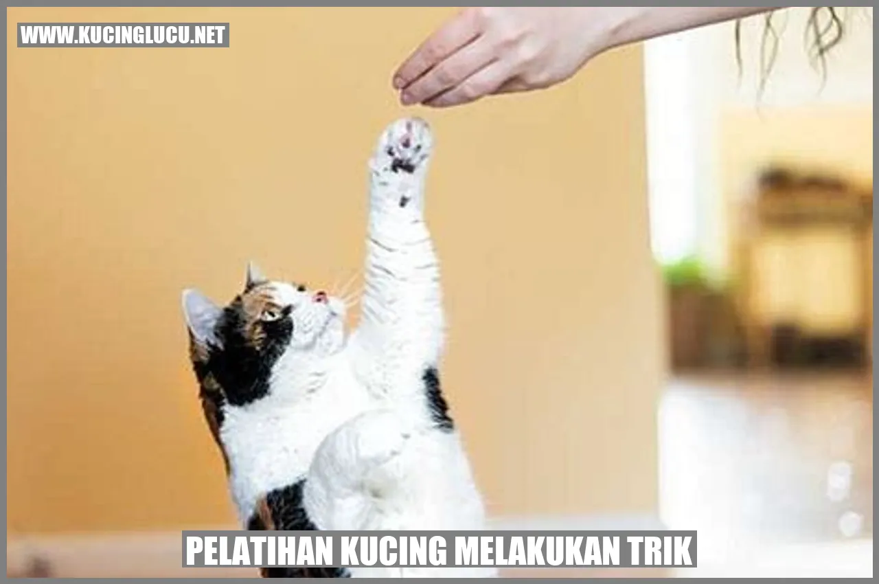 Seekor kucing yang dilatih melakukan trik