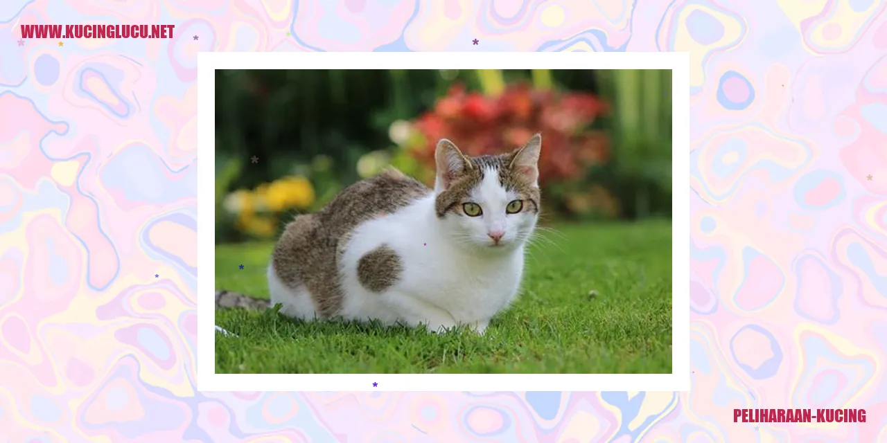 Kucing berbulu abu-abu