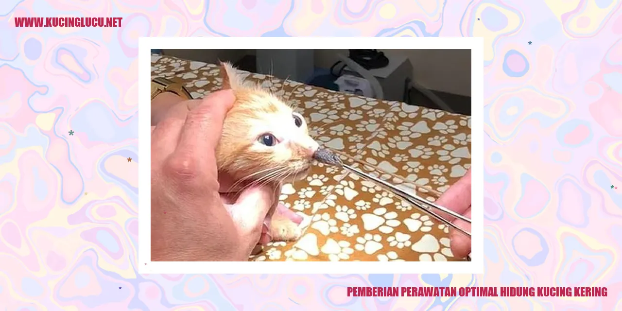Gambar kucing dengan hidung kering