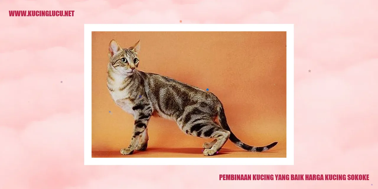 Gambar adalah Kucing Sokoke
