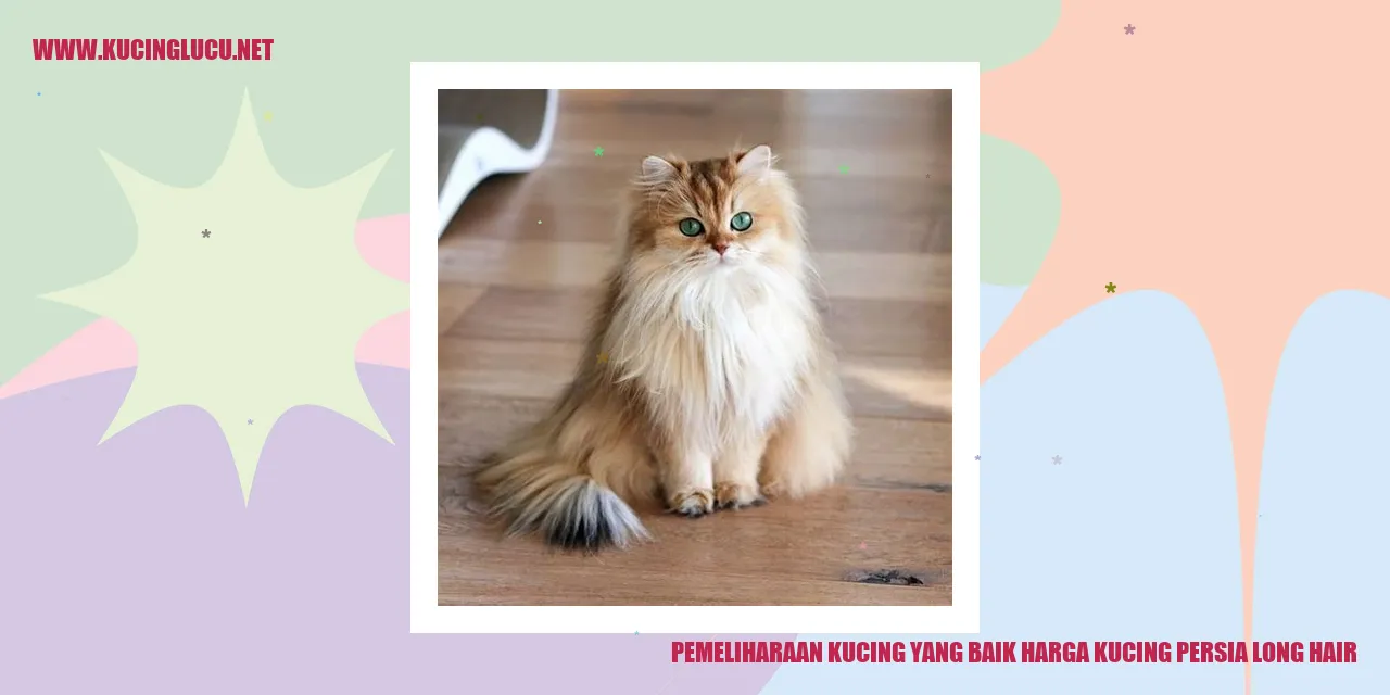 Kucing Persia Long Hair