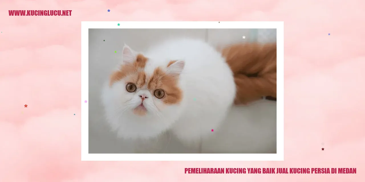 Gambar Kucing Persia