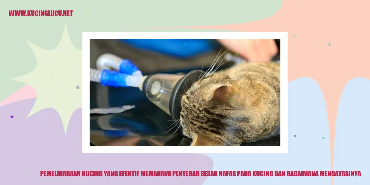 Gambar Kucing Mengalami Sesak Nafas