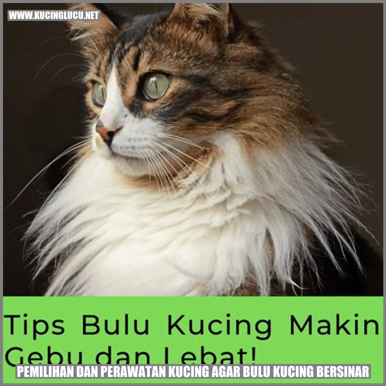 kucing dengan bulu yang bersinar