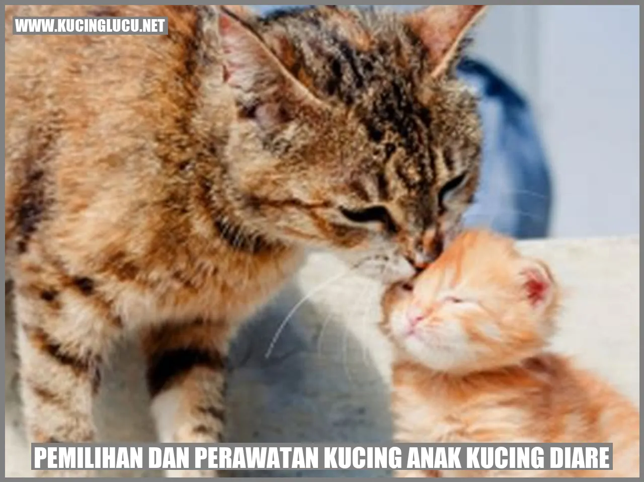Kucing Anak Kucing Diare